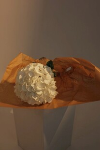 白色绣球花