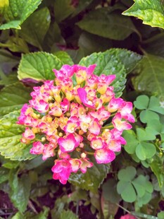 艳丽绣球花