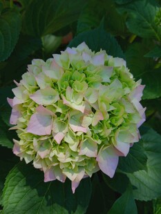 清新绣球花绽放