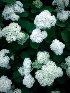 白色绣球花特写