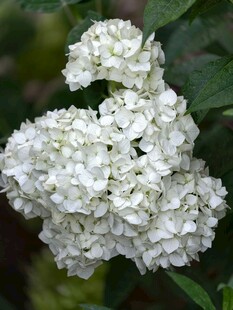 洁白绣球花绽放
