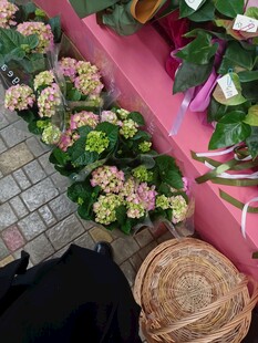 多彩绣球花 