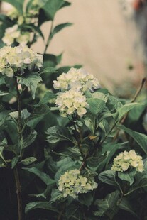 白色绣球花特写