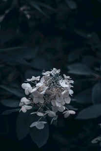 暗调下的绣球花