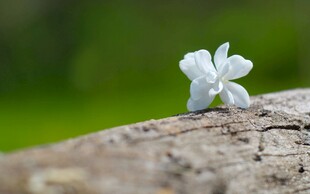 栀子花