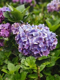 紫色绣球花绽放
