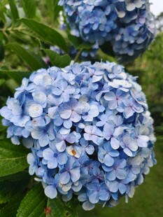 蓝绣球花绽放