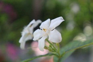 清新栀子花