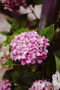 粉色绣球花绽放