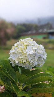 白色绣球花特写
