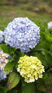 多彩绣球花绽放