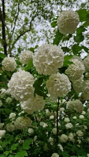 洁白绣球花绽放于林间