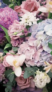 缤纷绣球花