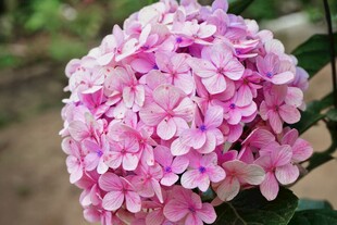 粉色绣球花绽放
