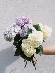 手捧多彩绣球花束