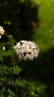 白色绣球花