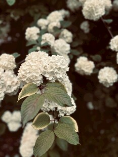 白色绣球花绽放