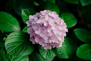 淡紫色绣球花绽放绿叶间
