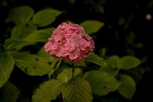 娇艳粉色绣球花特写