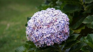  紫绣球花绽放