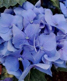 蓝色绣球花特写