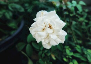 栀子花