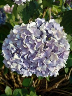美丽绣球花绽放