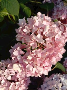 粉色绣球花绽放