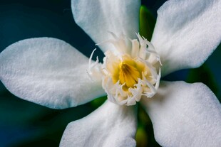 栀子花