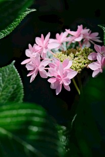 粉色绣球花