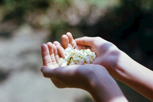 手捧茉莉花