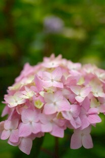 粉色绣球花特写