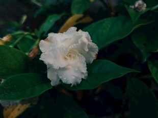 洁白栀子花