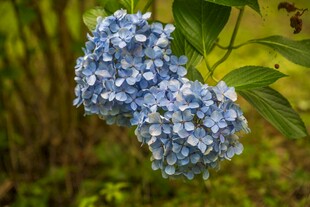 蓝绣球花绽放于绿意间