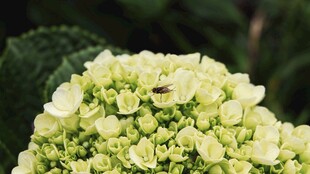 翠绿绣球花 