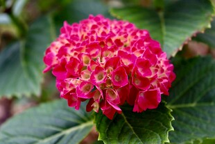 艳丽绣球花特写