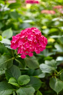 娇艳绣球花绽放绿叶间