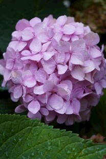 淡紫色绣球花特写
