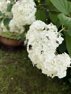 白色绣球花绽放于绿叶间