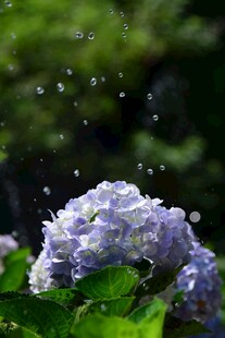 紫绣球花上的晶莹水珠