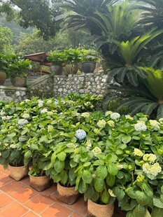 盆栽绣球花