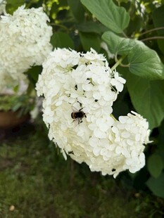 白绣球花 