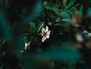 绿叶间的素雅柑橘花