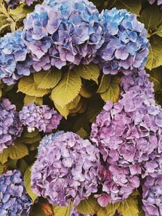 梦幻绣球花绽放