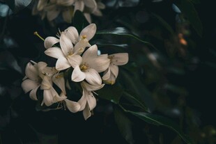 柑橘花