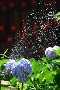 喷洒中的绣球花
