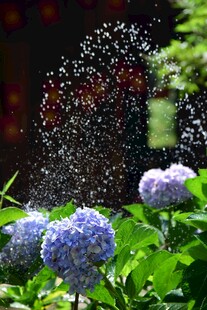 绣球花 