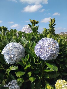 蓝紫色绣球花绽放美景