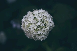 白色绣球花