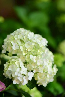 白色绣球花特写